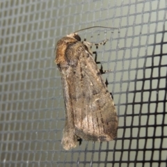 Noctuidae (family) (A cutworm or owlet moth) at Conder, ACT - 24 Sep 2017 by MichaelBedingfield