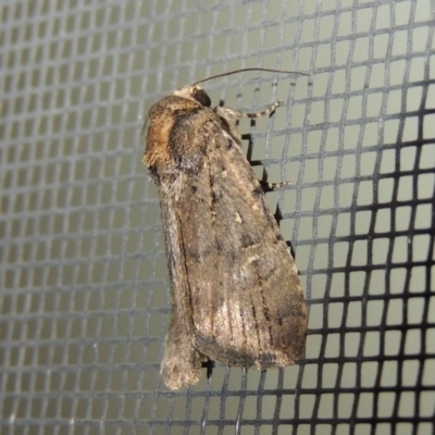 Noctuidae (family) (A cutworm or owlet moth) at Pollinator-friendly garden Conder - 23 Sep 2017 by michaelb