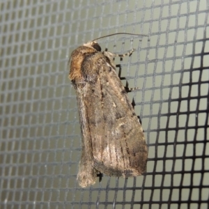Noctuidae (family) at Conder, ACT - 24 Sep 2017