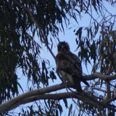 Hieraaetus morphnoides (Little Eagle) at Garran, ACT - 24 Sep 2017 by roymcd