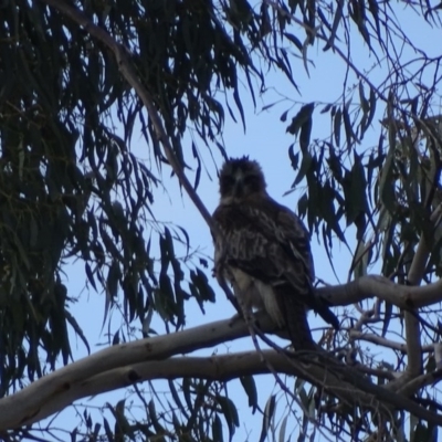 Hieraaetus morphnoides (Little Eagle) at Garran, ACT - 24 Sep 2017 by roymcd