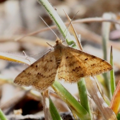 Scopula rubraria (Reddish Wave, Plantain Moth) at Fyshwick, ACT - 23 Sep 2017 by HarveyPerkins