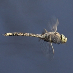 Anax papuensis (Australian Emperor) at Jerrabomberra Wetlands - 23 Sep 2017 by HarveyPerkins