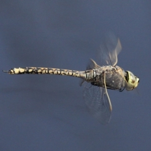 Anax papuensis at Fyshwick, ACT - 23 Sep 2017 11:15 AM