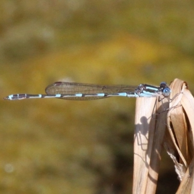 Austrolestes leda (Wandering Ringtail) at Jerrabomberra Wetlands - 23 Sep 2017 by HarveyPerkins