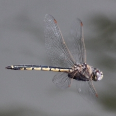 Hemicordulia tau (Tau Emerald) at Jerrabomberra Wetlands - 23 Sep 2017 by HarveyPerkins