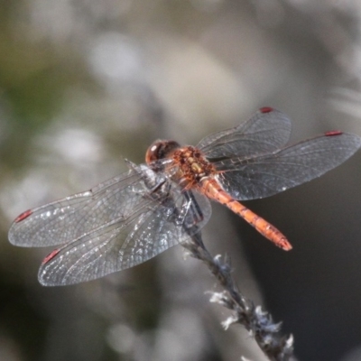 Diplacodes bipunctata (Wandering Percher) at Jerrabomberra Wetlands - 23 Sep 2017 by HarveyPerkins