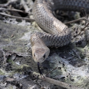 Pseudonaja textilis at Fyshwick, ACT - 23 Sep 2017 12:05 PM