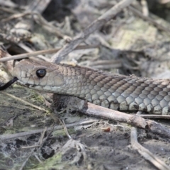 Pseudonaja textilis at Fyshwick, ACT - 23 Sep 2017