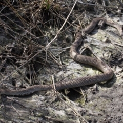 Pseudonaja textilis at Fyshwick, ACT - 23 Sep 2017 12:05 PM