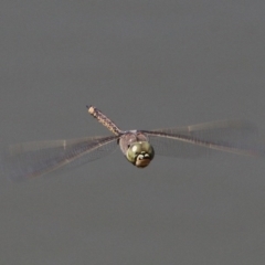 Anax papuensis (Australian Emperor) at Jerrabomberra Wetlands - 23 Sep 2017 by HarveyPerkins