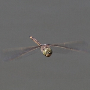 Anax papuensis at Fyshwick, ACT - 23 Sep 2017