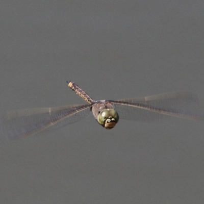 Anax papuensis (Australian Emperor) at Jerrabomberra Wetlands - 23 Sep 2017 by HarveyPerkins