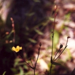 Hypericum gramineum (Small St Johns Wort) at Conder, ACT - 24 Nov 1999 by MichaelBedingfield