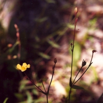 Hypericum gramineum (Small St Johns Wort) at Tuggeranong Hill - 23 Nov 1999 by michaelb