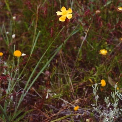 Hypericum gramineum (Small St Johns Wort) at Conder, ACT - 21 Nov 2000 by michaelb