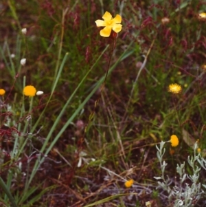 Hypericum gramineum at Conder, ACT - 22 Nov 2000