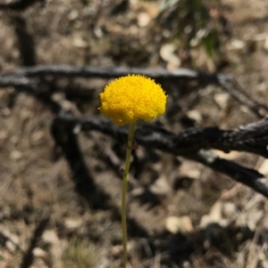 Craspedia variabilis at Majura, ACT - 26 Sep 2017