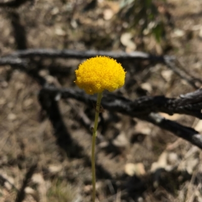 Craspedia variabilis (Common Billy Buttons) at Mount Majura - 25 Sep 2017 by AaronClausen