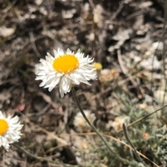 Leucochrysum albicans subsp. tricolor (Hoary Sunray) at Majura, ACT - 26 Sep 2017 by AaronClausen