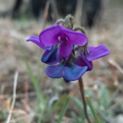 Swainsona sericea (Silky Swainson-Pea) at Wandiyali-Environa Conservation Area - 30 Sep 2017 by Wandiyali