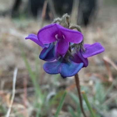 Swainsona sericea (Silky Swainson-Pea) at Wandiyali-Environa Conservation Area - 30 Sep 2017 by Wandiyali