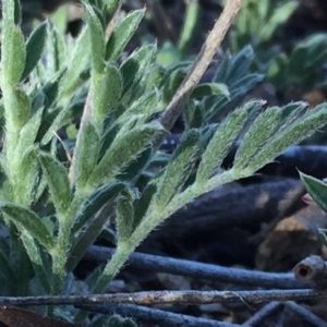 Swainsona sericea at Jerrabomberra, NSW - 1 Oct 2017