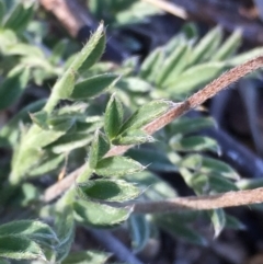 Swainsona sericea at Jerrabomberra, NSW - 1 Oct 2017