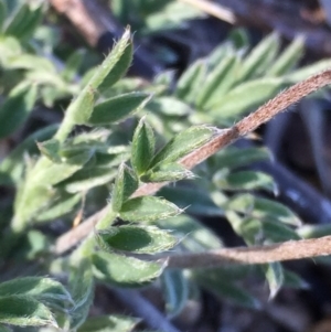 Swainsona sericea at Jerrabomberra, NSW - 1 Oct 2017 08:21 AM