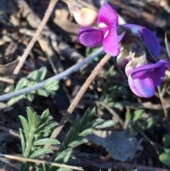 Swainsona sericea at Jerrabomberra, NSW - 1 Oct 2017