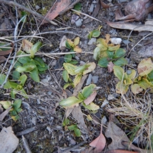 Pterostylis nutans at Aranda, ACT - suppressed