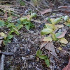 Pterostylis nutans at Aranda, ACT - suppressed