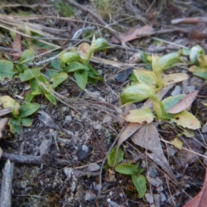 Pterostylis nutans at Aranda, ACT - suppressed