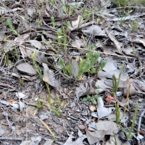 Diuris chryseopsis at Belconnen, ACT - 23 Sep 2017