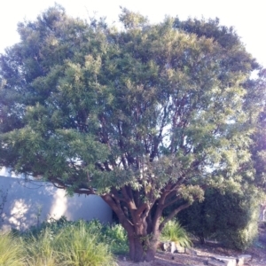 Hakea salicifolia at Hughes, ACT - 27 Sep 2017