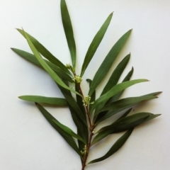 Hakea salicifolia at Hughes, ACT - 27 Sep 2017