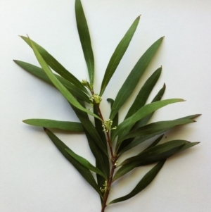 Hakea salicifolia at Hughes, ACT - 27 Sep 2017