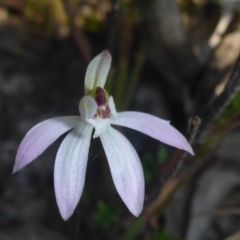 Caladenia fuscata (Dusky Fingers) at Bruce, ACT - 19 Sep 2017 by JanetRussell