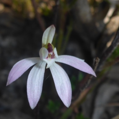 Caladenia fuscata (Dusky Fingers) at Point 5827 - 20 Sep 2017 by JanetRussell
