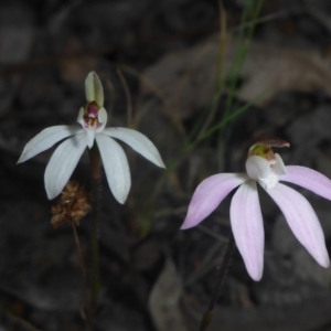 Caladenia fuscata at Point 5827 - 20 Sep 2017