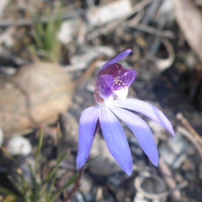 Cyanicula caerulea (Blue Fingers, Blue Fairies) at Bruce, ACT - 20 Sep 2017 by JanetRussell