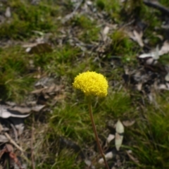 Craspedia variabilis (Common Billy Buttons) at Gossan Hill - 19 Sep 2017 by JanetRussell