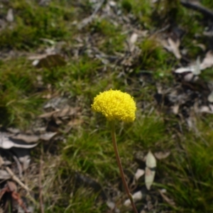 Craspedia variabilis at Bruce, ACT - 20 Sep 2017