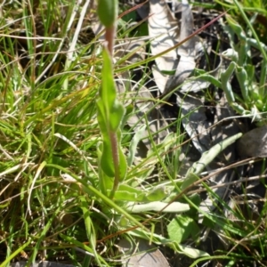 Craspedia variabilis at Bruce, ACT - 20 Sep 2017