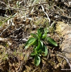 Centaurium sp. (Centaury) at Mount Majura - 26 Sep 2017 by WalterEgo