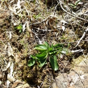 Centaurium sp. at Hackett, ACT - 26 Sep 2017 01:38 PM