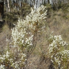 Olearia microphylla (Olearia) at Bruce, ACT - 25 Sep 2017 by RWPurdie