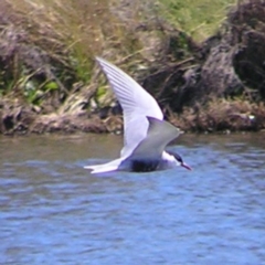 Chlidonias hybrida (Whiskered Tern) at Coombs Ponds - 26 Sep 2017 by MatthewFrawley