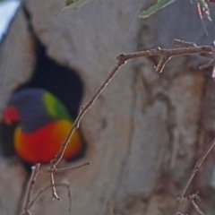 Trichoglossus moluccanus (Rainbow Lorikeet) at Farrer, ACT - 24 Sep 2017 by galah681