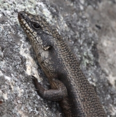 Egernia saxatilis (Black Rock Skink) at Namadgi National Park - 25 Sep 2017 by HarveyPerkins